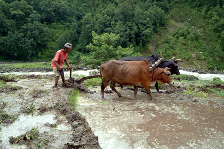 DSCF0080-1 Nepal, Reisanbau